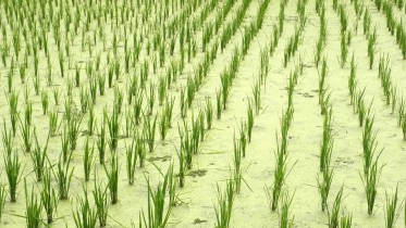 1280px-Langkawi-pantai_cenang-rice-field